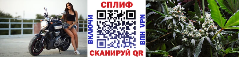 блэк спрут   мориарти телеграм  Бошки Шишки планчик  Шумерля 